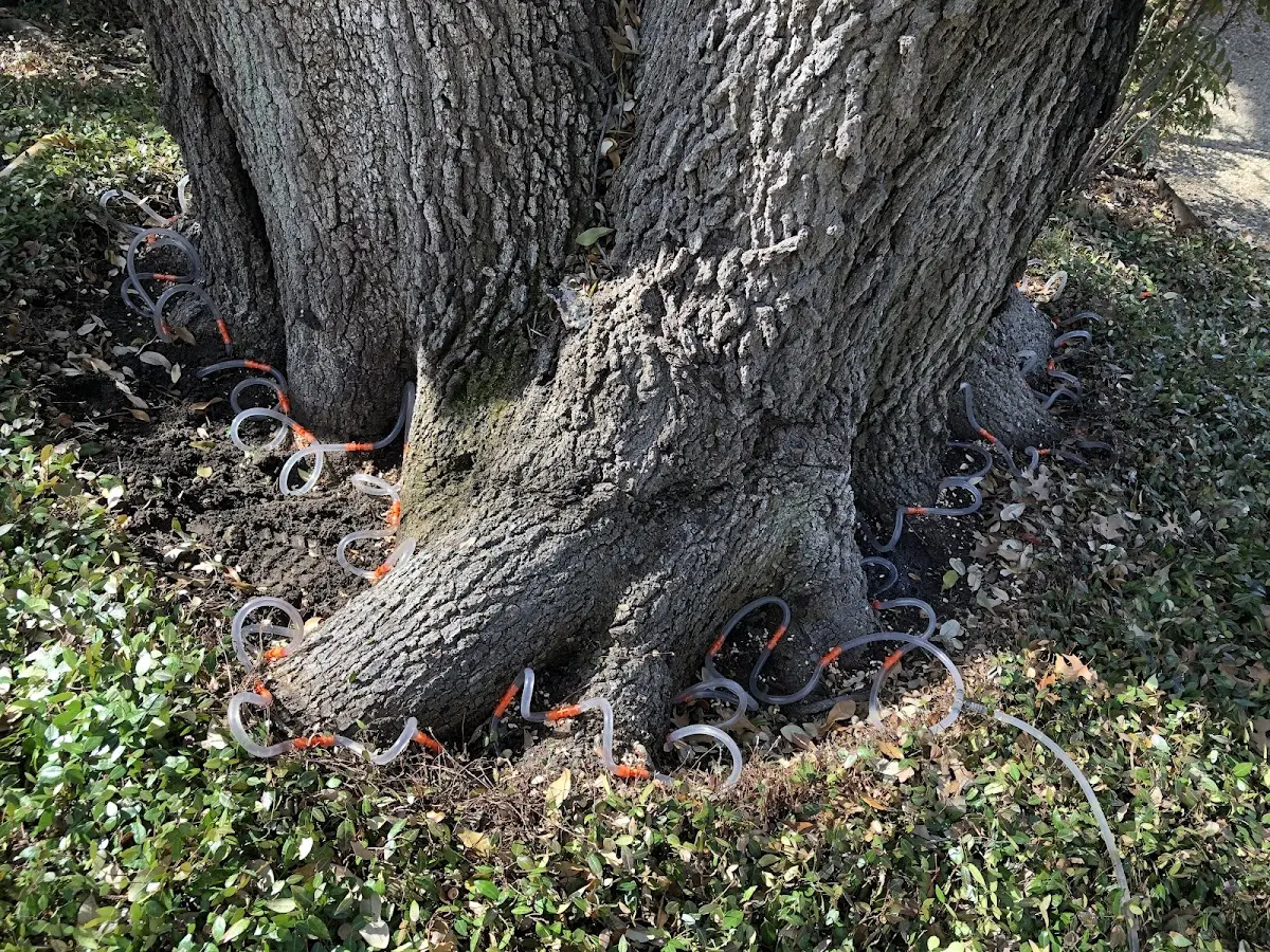 Detailed Tree Cabling and Bracing job site in Kingman